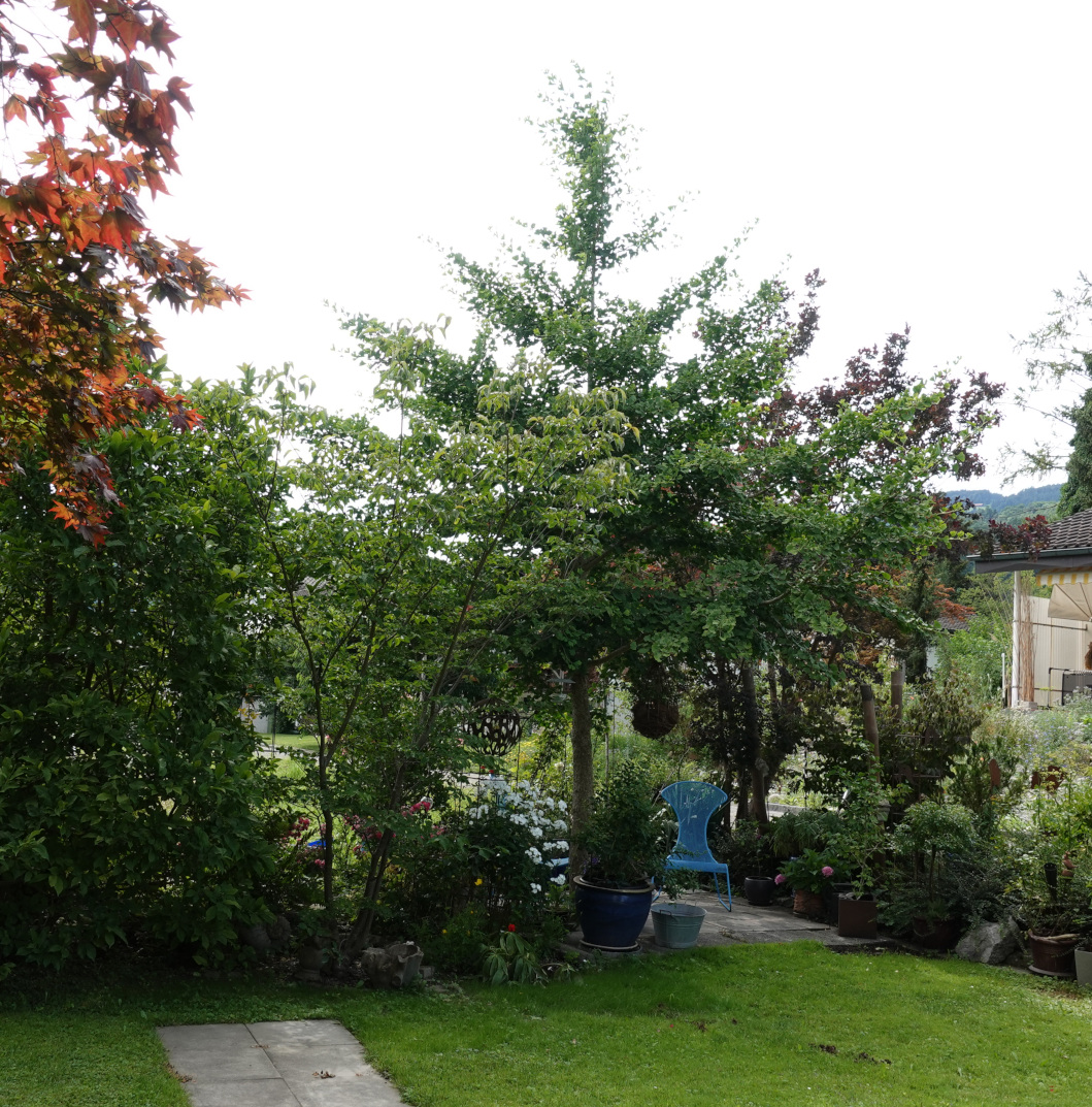 unser Ginkgo