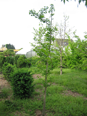 Ginkgo in Widnau