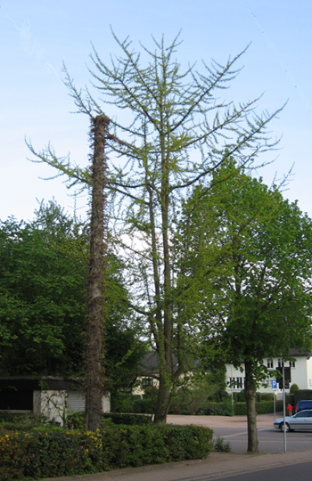Ginkgo