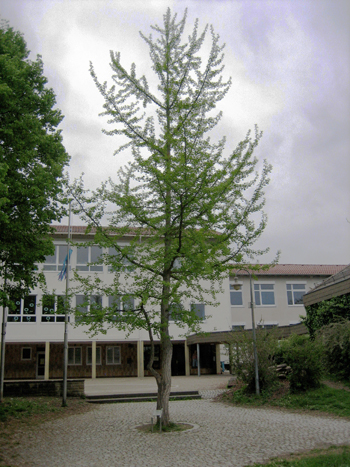 Ginkgo