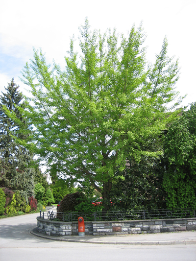 Ginkgo