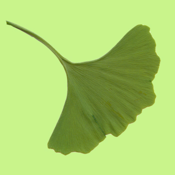 Blatt