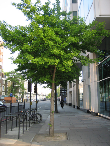 Ginkgo