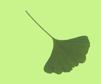 Blatt