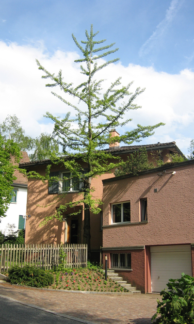 zwei Ginkgos