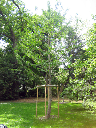 der  Ginkgo