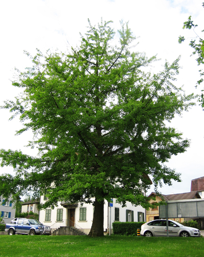 der  Ginkgo
