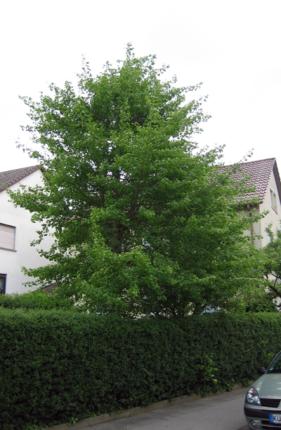 der  Ginkgo