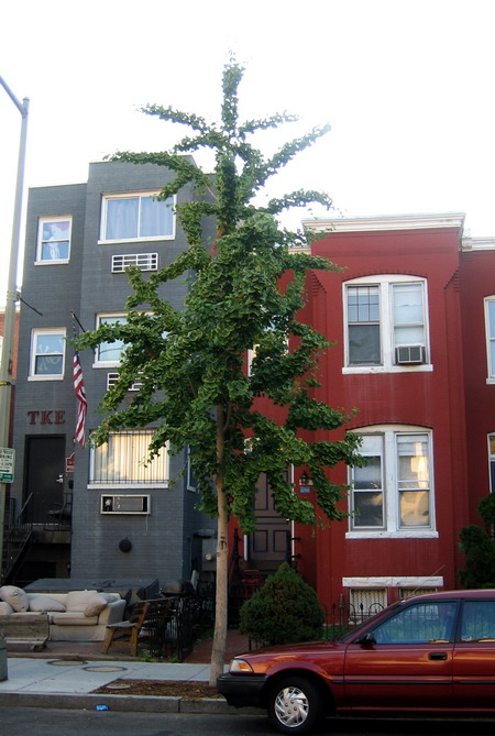a  Ginkgo