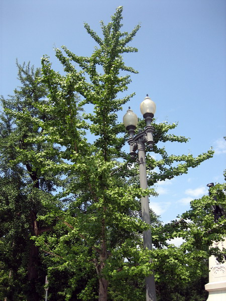 der  Ginkgo