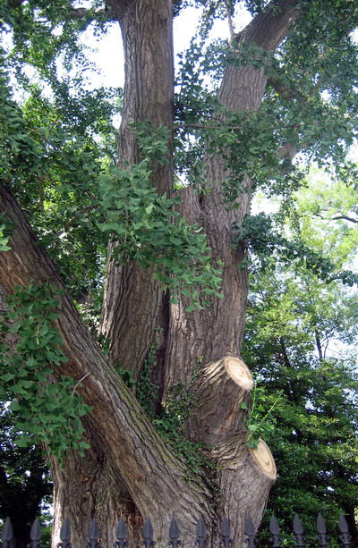 der  Ginkgo