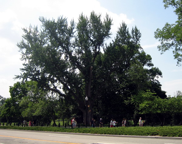 der Ginkgo