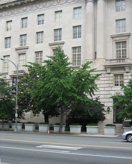 der  Ginkgo