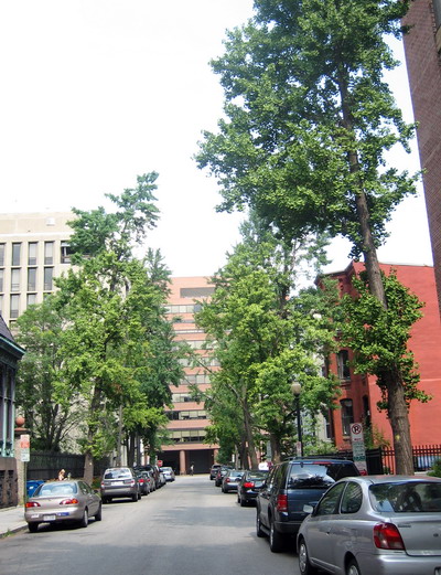 der  Ginkgo