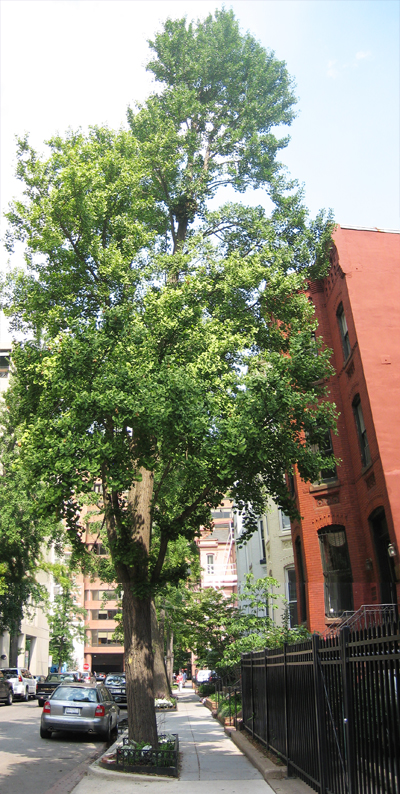 der Baum