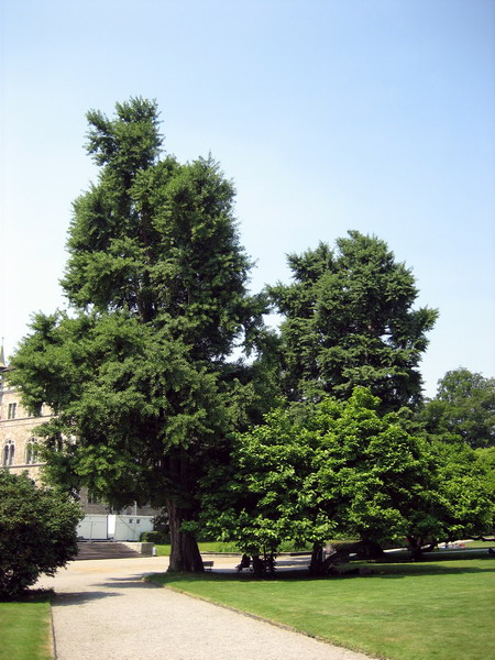 der  Ginkgo