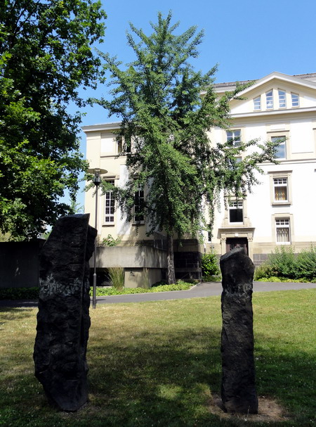 der  Ginkgo