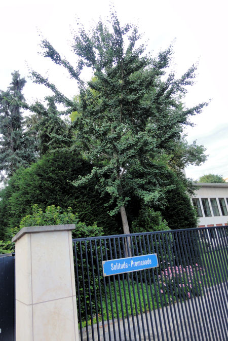 der Ginkgo