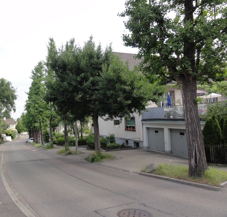 der Ginkgo