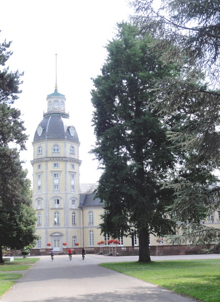 der Ginkgo