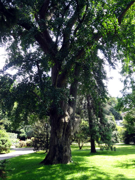 der Ginkgo