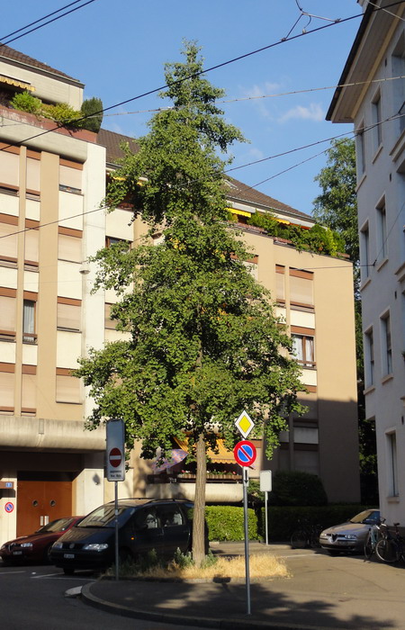 der Ginkgo