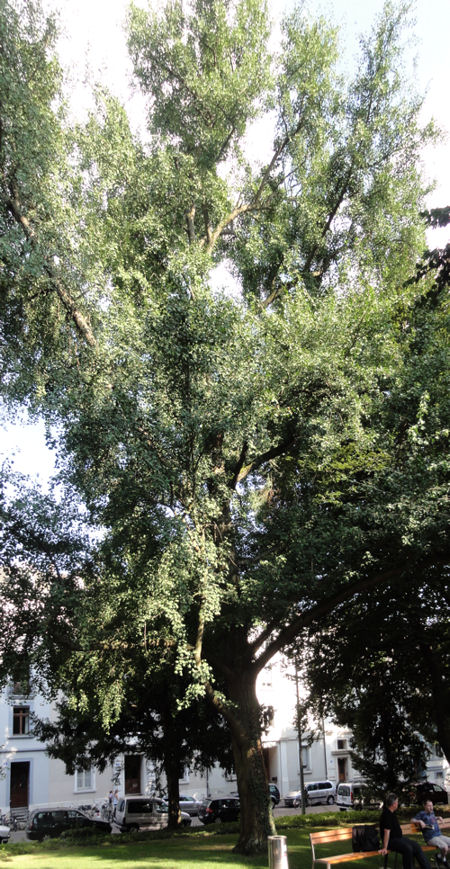 der Ginkgo