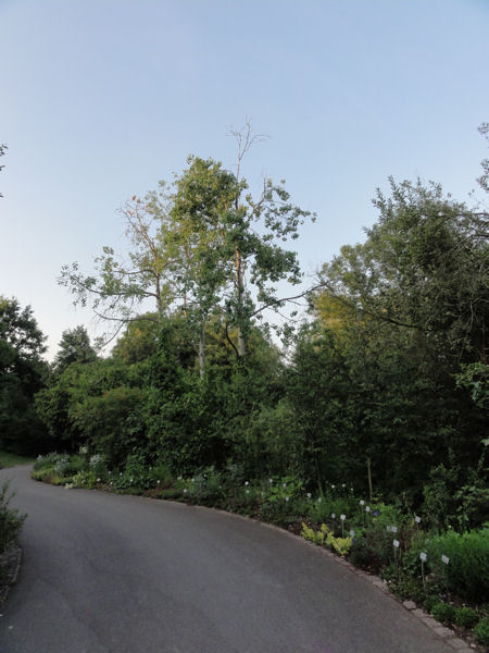 der Ginkgo