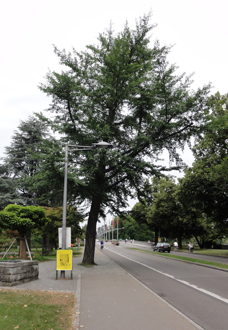 der Ginkgo