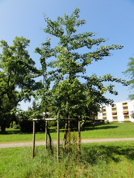 der Ginkgo