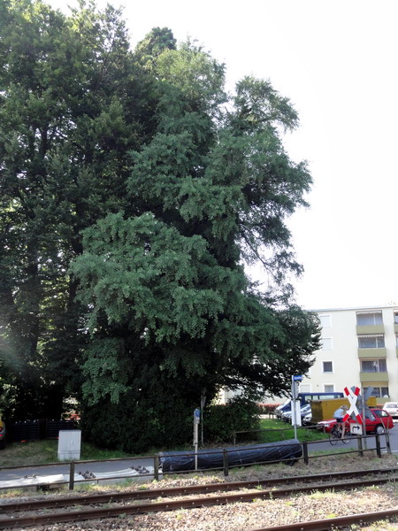 der Ginkgo