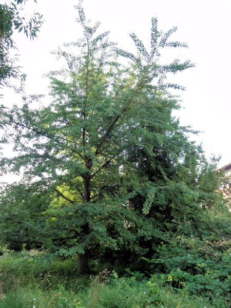 der Ginkgo