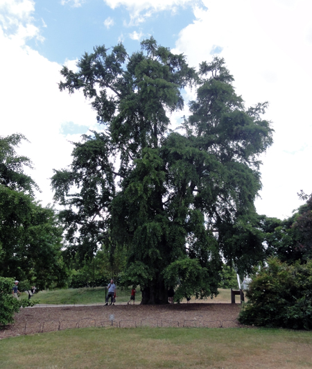 der Ginkgo