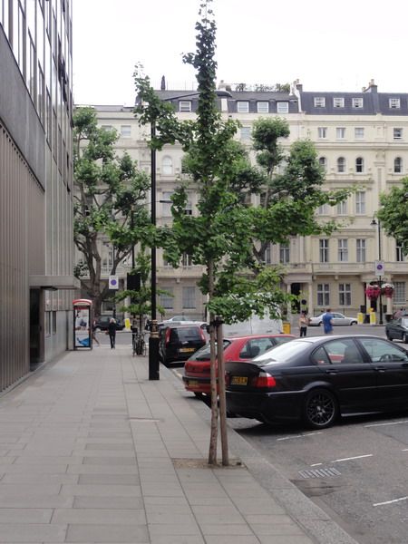 der Ginkgo