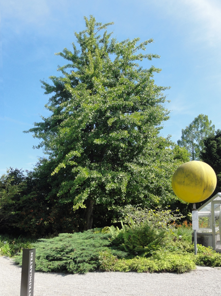 der Ginkgo