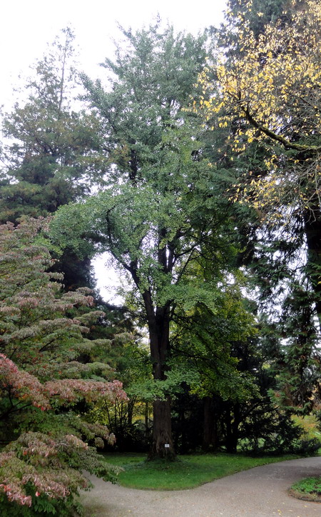 der Alte