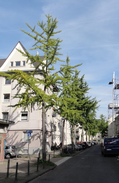 der Alte
