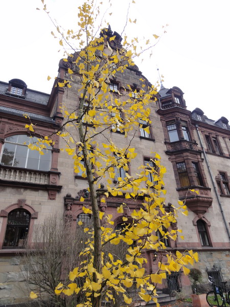 gelbe Pracht