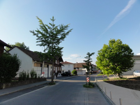 die Ginkgos