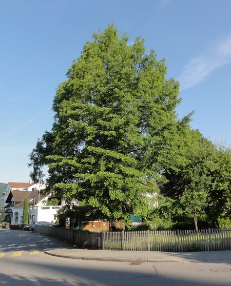 die Ginkgos