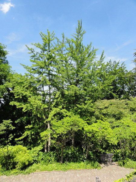 die Ginkgos