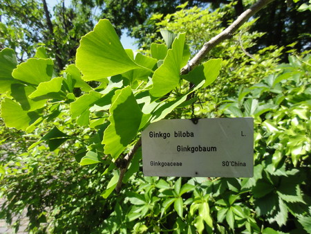 Ginkgo