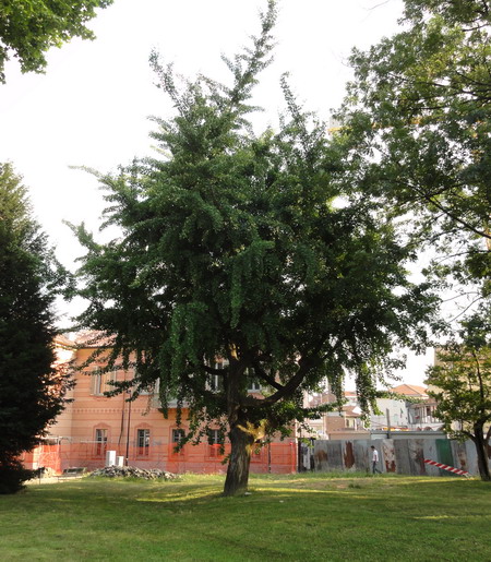 die Ginkgos