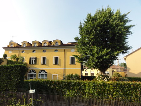 die Ginkgos