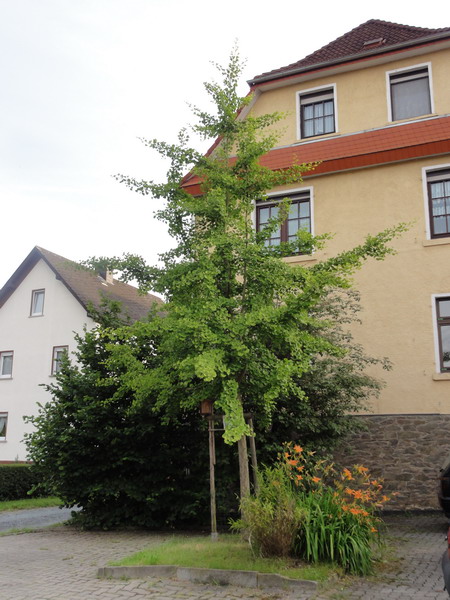 die Ginkgos