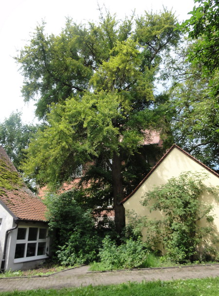 die Ginkgos