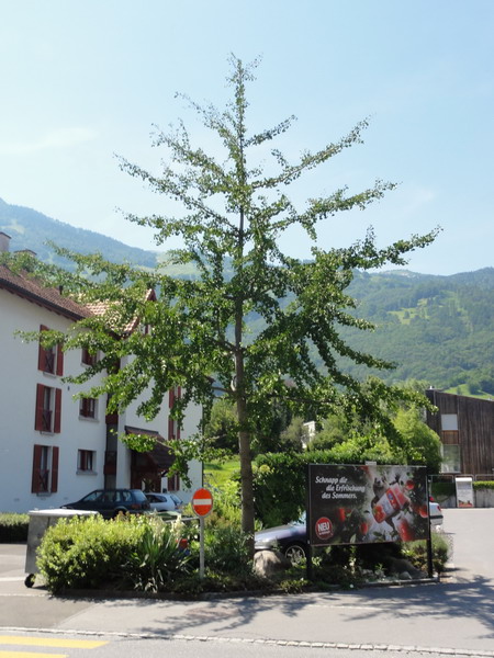 die Ginkgos