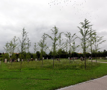die Ginkgos