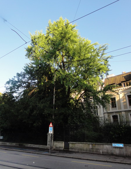 die Ginkgos