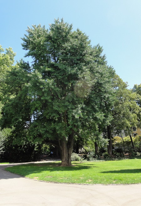 die Ginkgos